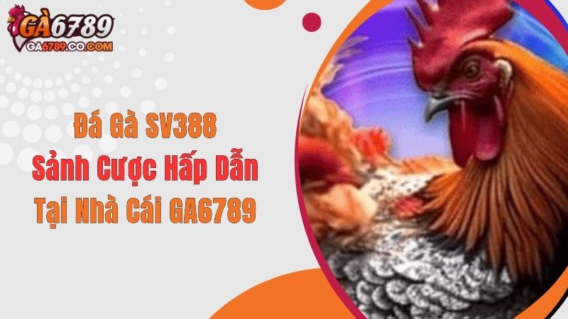 Đá Gà SV388 - Sảnh Cược Hấp Dẫn Tại Nhà Cái GA6789