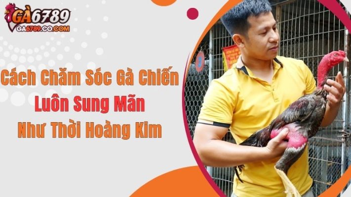 Cách Chăm Sóc Gà Chiến Luôn Sung Mãn Như Thời Hoàng Kim