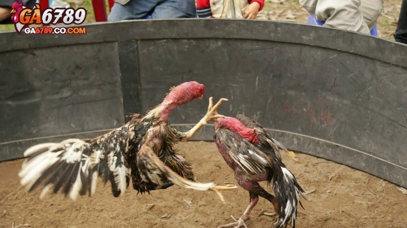 Cách chăm sóc gà chiến trong thời gian thi đấu