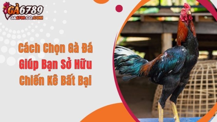 Cách Chọn Gà Đá Giúp Bạn Sở Hữu Chiến Kê Bất Bại