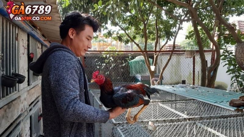 Cách chọn gà đá qua khí chất & phản xạ tự nhiên