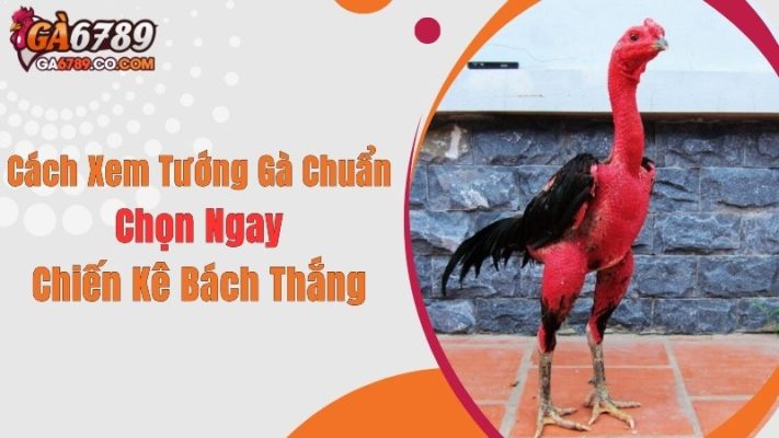 Cách Xem Tướng Gà Chuẩn: Chọn Ngay Chiến Kê Bách Thắng
