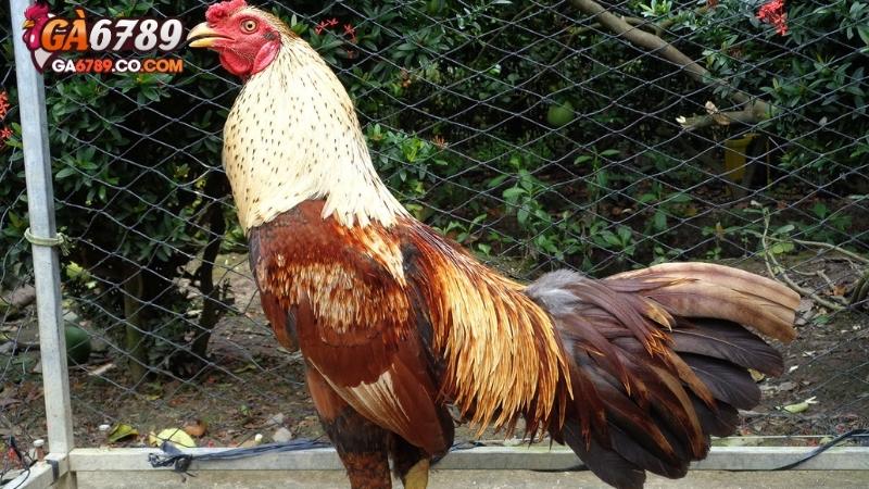 Cách xem tướng gà qua cánh