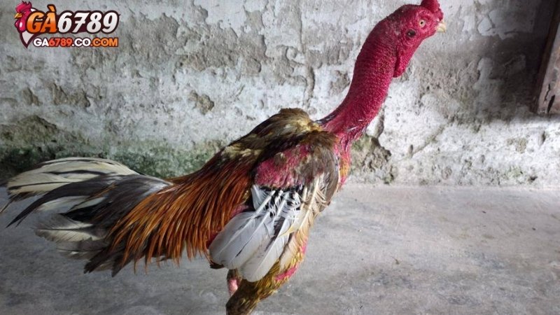 Cách xem tướng gà qua dáng lưng: Nhận biết chiến kê lì đòn