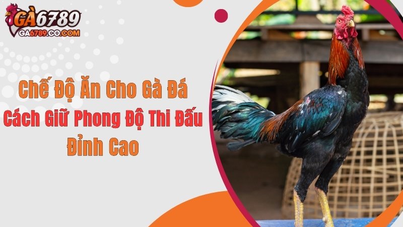 Chế Độ Ăn Cho Gà Đá: Cách Giữ Phong Độ Thi Đấu Đỉnh Cao