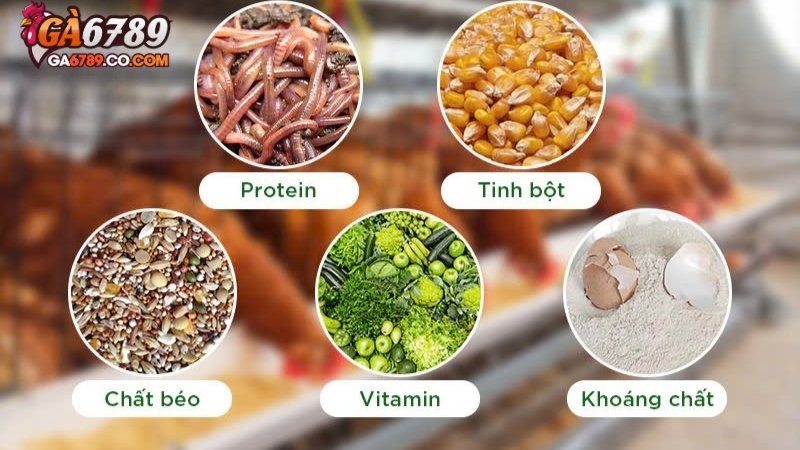 Chế độ ăn cho gà đá chuẩn