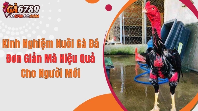 Kinh Nghiệm Nuôi Gà Đá Đơn Giản Mà Hiệu Quả Cho Người Mới