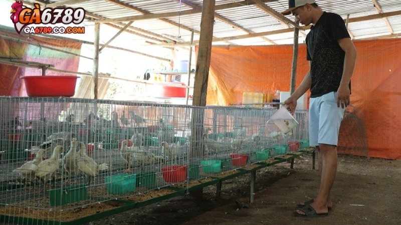 Kinh nghiệm nuôi gà đá trong chế độ dinh dưỡng