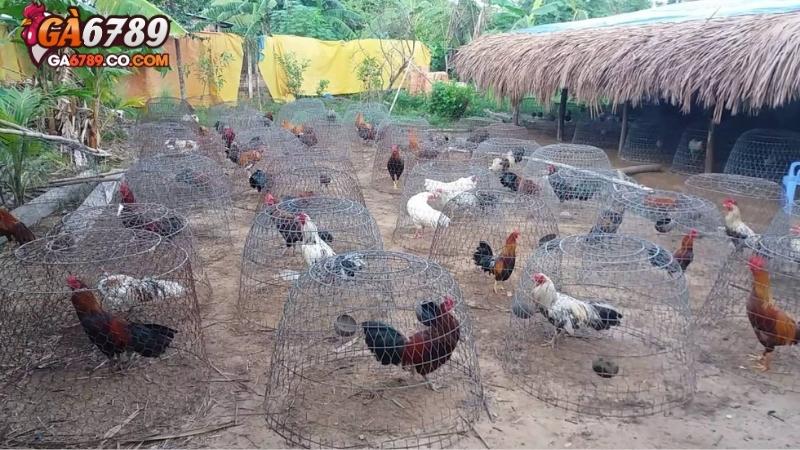 Kinh nghiệm nuôi gà đá trong kỹ thuật huấn luyện