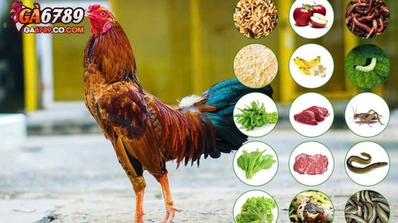 Lưu ý khi xây dựng chế độ ăn cho gà đá hằng ngày